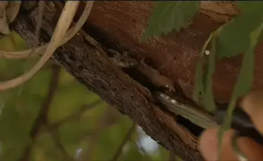 Қандаланың таралуына не әсер етеді