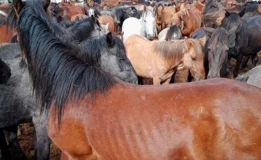 Бродячий скот мешает жителям и транспорту в Экибастузе