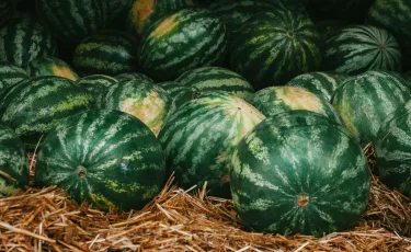 Аграрии Жамбылской области собирают первый урожай арбузов