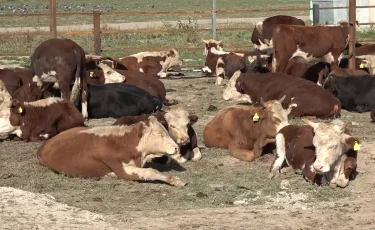 Ауыл шаруашылығы санағы: барлық ақпарат құпия сақталады