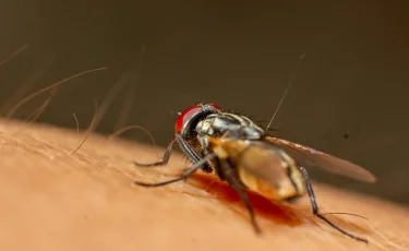 В Китае зафиксирована вспышка лихорадки чикунгунья