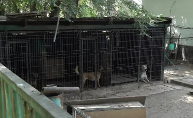 Алматы облысында баланы қабаған иттер талаған: істі прокуратура бақылауға алды