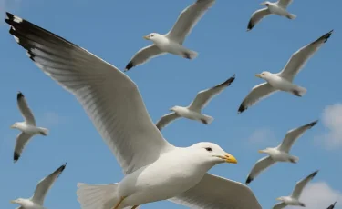 Атырауда құстар жаппай қырылып жатыр