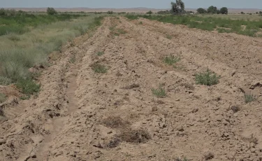 Засушливое лето: аграрии Алматинской области рискуют потерять урожай из-за нехватки воды