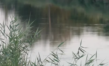 Шардарада 4 гектар жер жарамсыз