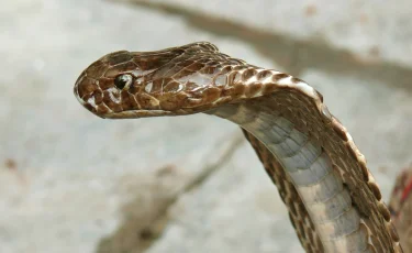 Почти как мангуст: годовалый ребенок загрыз напавшую на него кобру