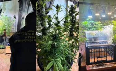 Атырауда есірткі өсіретін фитозертхана анықталды