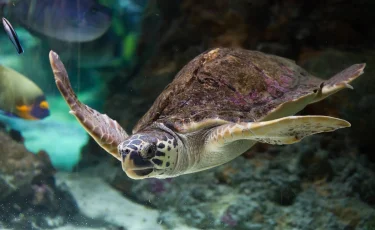 Туристы в шоке: агрессивная черепаха искусала пару на пляже в Анталье