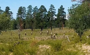 Абай облысында алты күн бұрын орманда жоғалып кеткен тұрғын іздестіріліп жатыр