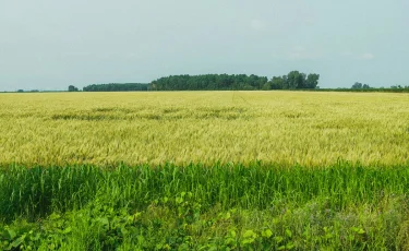 Ақмола облысында 100 гектардан астам жер мемлекетке қайтарылды