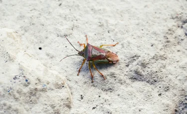 Как навсегда избавиться от клопов в квартире самостоятельно