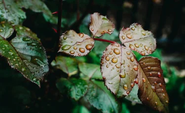 24 июля в Казахстане – грозы, ливни и сильный ветер
