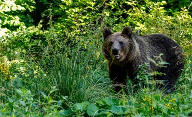 Медведь напал на спавшую в палатке туристку