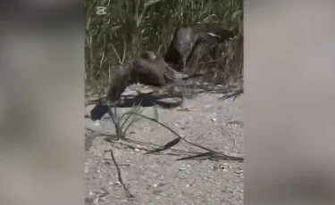 Природный резонанс: в Атырау зафиксирована массовая гибель птиц