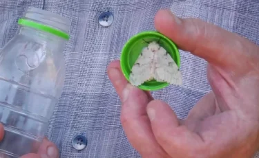 Қостанайда зиянкес көбелектер қаптады