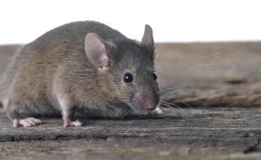 Тышқан мен егеуқұйрыққа – жол жоқ: табиғи және қауіпсіз әдіс