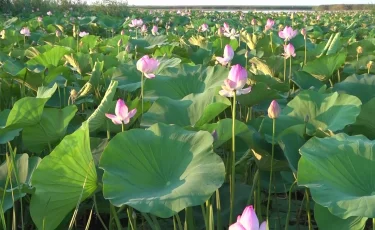 Лотос гүлдеді: көз тартар сұлулықты 5 мыңға жуық турист тамашалады