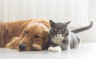 Как спасти жизнь питомцу в жару: лайфхаки для собак и кошек