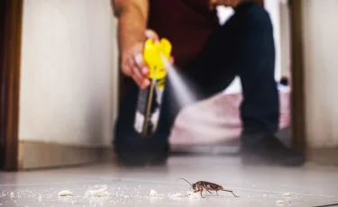 Где живут тараканы в доме и как найти их гнездо