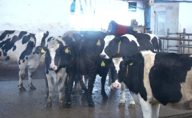 Қазақстанда ауыл шаруашылығы санағы қашан басталады