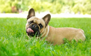 Кинолог назвала самые сложные в воспитании породы собак