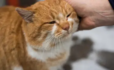 Почему кошка мурлычет: что говорят эксперты