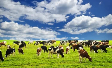 Мал бордақылау алаңдарына жеңілдетілген несие беріледі