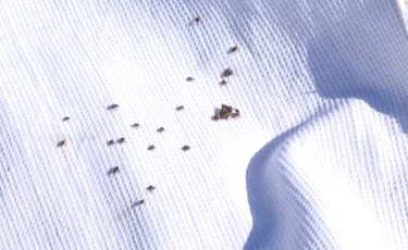 Клещи атакуют: в Шымкенте увеличилось количество пострадавших