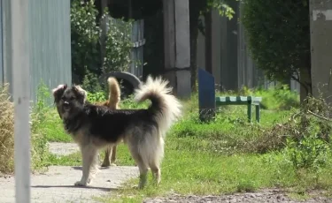 Собака бывает кусачей: в Костанайской области растет количество пострадавших