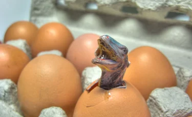 Назад в юрский период: в Китае нашли детёныша динозавра