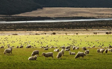Қой етінің экспорты екі есеге өсті — АШМ