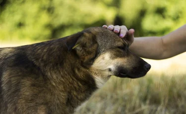 Ошибка хозяев: почему нельзя гладить собаку по голове