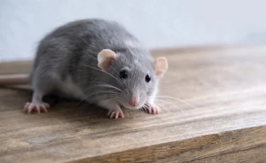 Борьба с мышами в доме и квартире: что делать в конце августа, чтобы забыть о них навсегда