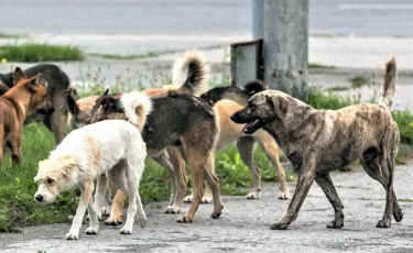 Голодные и опасные: в СКО жители села Бесколь жалуются на нападения бродячих собак