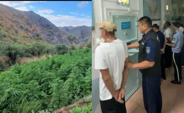 Түркістан облысында полиция мыңнан астам қарасора мен көкнәр түптерін тәркіледі