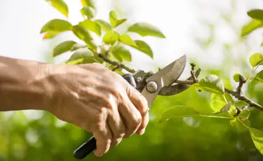 Какие деревья нужно обрезать до сентября: полный гид для садоводов