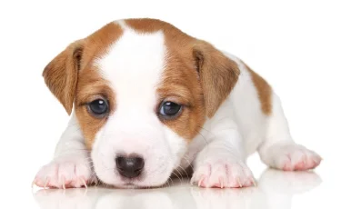 Семейная собака: какие породы дружелюбны и спокойны