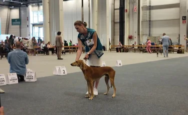 Казахскую тазы впервые представили на выставке собак в Хельсинки