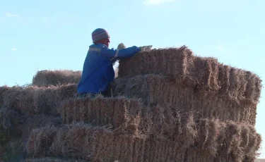 Шөп шабу науқаны: Маңғыстауда шаруалар қыстың қамына кірісті