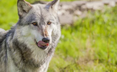 Спасли из пасти волка: в заповеднике на ребёнка напал хищник