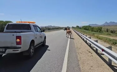 Скот на дороге: фермеры наденут на животных светоотражающие ленты