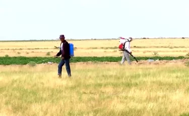 В Казахстане от саранчи обработано свыше 2,5 миллионов гектаров земли