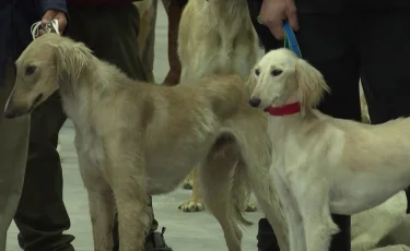 Президент Қазақстан кинологтар одағын қазақ тазысының жетістігімен құттықтады