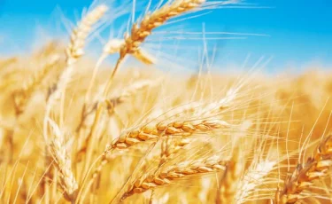 Урожайность озимой пшеницы в СКО достигает 50 ц/га