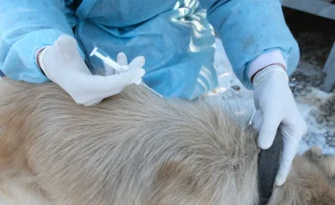 Алматыда пилоттық жоба аясында 200-ден астам жануарға шұғыл ветеринарлық көмек көрсетілді