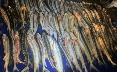 На Каспии пресечено свыше 50 фактов браконьерства