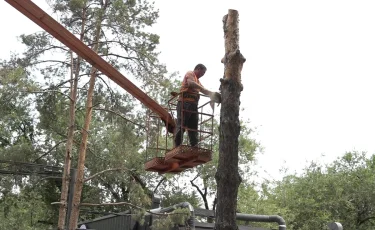 Зеленый контроль: как в Алматы выявляют аварийные и нездоровые деревья