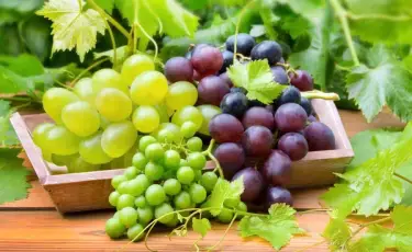 Вкусный и доступный: сколько стоит виноград в Казахстане