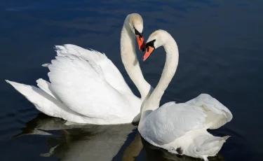 Чуть не задушил: в Ботаническом саду Алматы посетитель тянул лебедя за шею