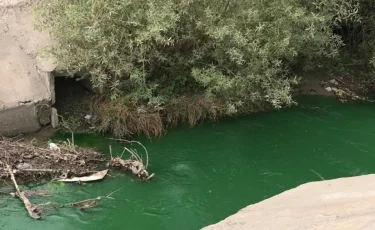 Алматыда Қарғалы өзенін ластағандар іздестіріліп жатыр